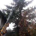 gru cingolata 525 servizio gru per taglio alberi secolari